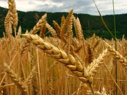 Семена пшеницы трансгенный сорт Канадская элита AMADEO