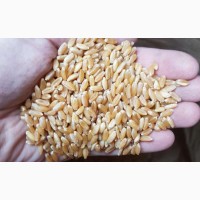 Семена пшеницы трансгенный сорт Канадская элита AMADEO