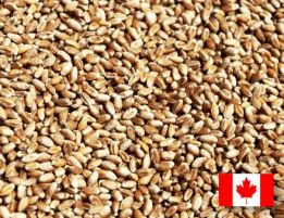 Фото 3. Семена пшеницы трансгенный сорт Канадская элита AMADEO