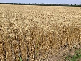 Фото 4. Семена пшеницы трансгенный сорт Канадская элита AMADEO