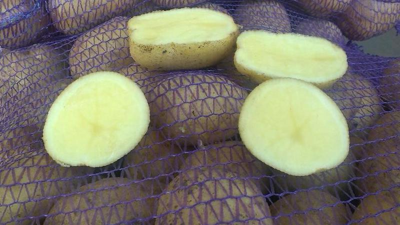 Фото 2. Картофель оптом от 10 р/кг