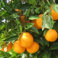 Апельсины Египет, свежие, выборочные, первый сорт
