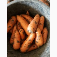 Продам морковь, сорт Каскат.Переберем, хранилась в холодильнике.260 тонн