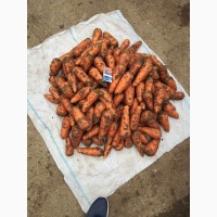 Продам морковь, сорт Каскат.Переберем, хранилась в холодильнике.260 тонн