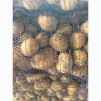 Продам картофель урожая 2019г Коломбо, Рэд Скарлет