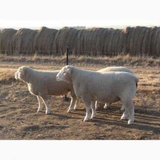 Овцы Иль-де-Франс - мясная порода