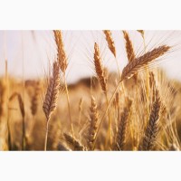 Зерновые культуры - Пшеница, Овёс, Ячмень