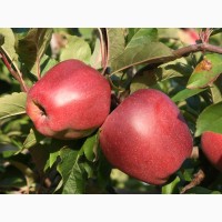 Яблоки калиброванные сорт Глостер
