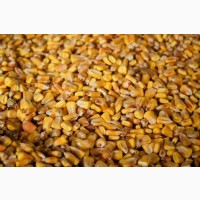 Кукуруза – закупаем на фураж, 500т в месяц