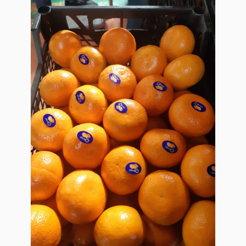 Фото 2. Апельсины. Валенсия. Египет