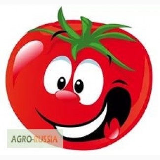 Продам оптом помидор недорого от производителя