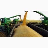 Семена озимой пшеницы переходящего фонда (Урожай 2021 года)