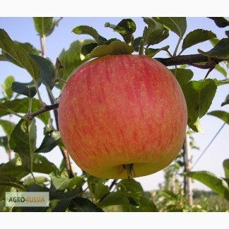 Саженцы крупноплодных сортов яблони большой выбор