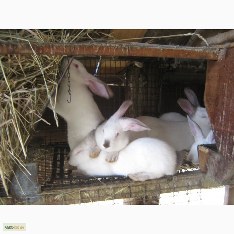 Фото 3. Кролики мясных пород на племя