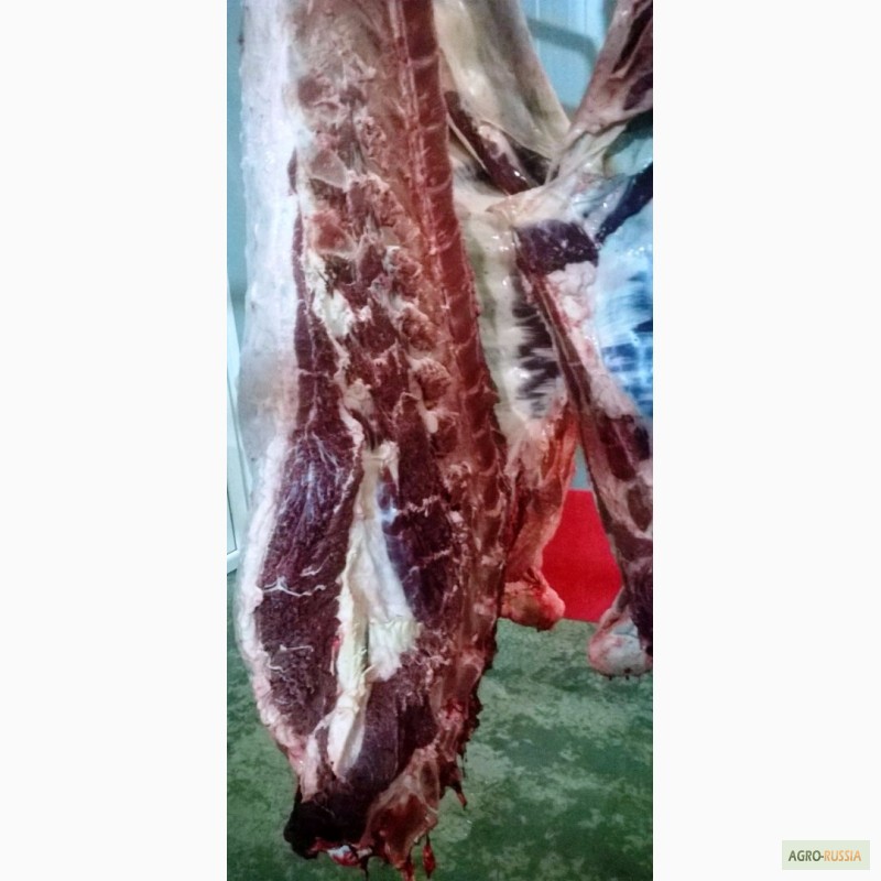 Фото 3. Мясо-говядина быки с откорма мясного направления Абердин-ангусская порода