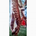 Мясо-говядина быки с откорма мясного направления Абердин-ангусская порода
