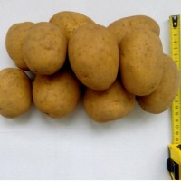 Картофель продовольственный сорт Гала 5+ от производителя РБ