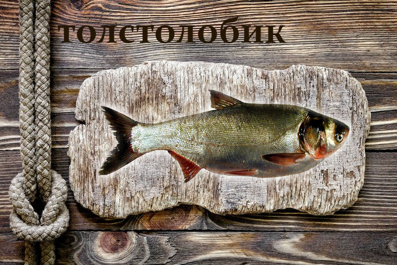 Живая рыба Толстолобик для пруда