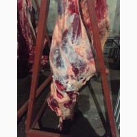Мясо говядина телятина Оптом от производителя