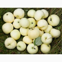 Яблоки ОПТОМ, сорт Белый налив
