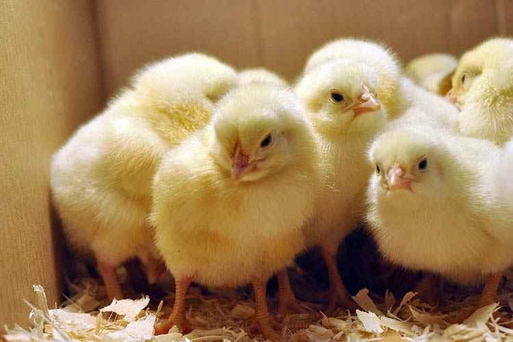 Суточные цыплята: яичных и бройлерных кроссов, куропаток, цесарок, перепелов