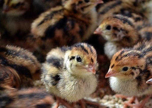 Фото 4. Суточные цыплята: яичных и бройлерных кроссов, куропаток, цесарок, перепелов