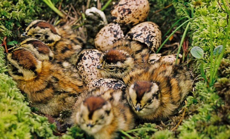 Фото 5. Суточные цыплята: яичных и бройлерных кроссов, куропаток, цесарок, перепелов