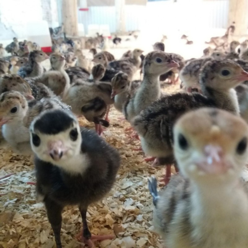 Фото 7. Суточные цыплята: яичных и бройлерных кроссов, куропаток, цесарок, перепелов