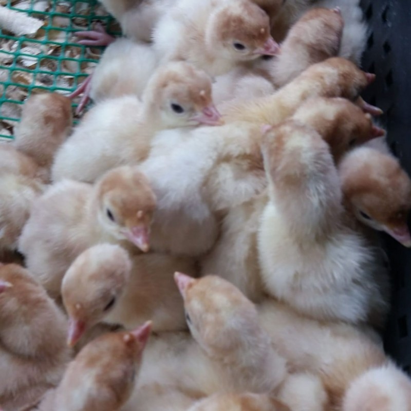 Фото 8. Суточные цыплята: яичных и бройлерных кроссов, куропаток, цесарок, перепелов