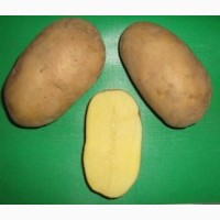 Продам оптом продовольственный картофель