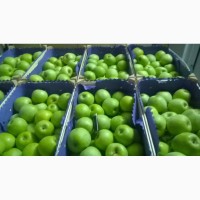 Продаем яблоки Муцу оптом по цене от производителя с доставкой