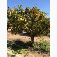 Мандарины, лимоны, апельсины ОПТ не дорого__от производителя в Турции