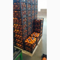 Мандарины, лимоны, апельсины ОПТ не дорого__от производителя в Турции