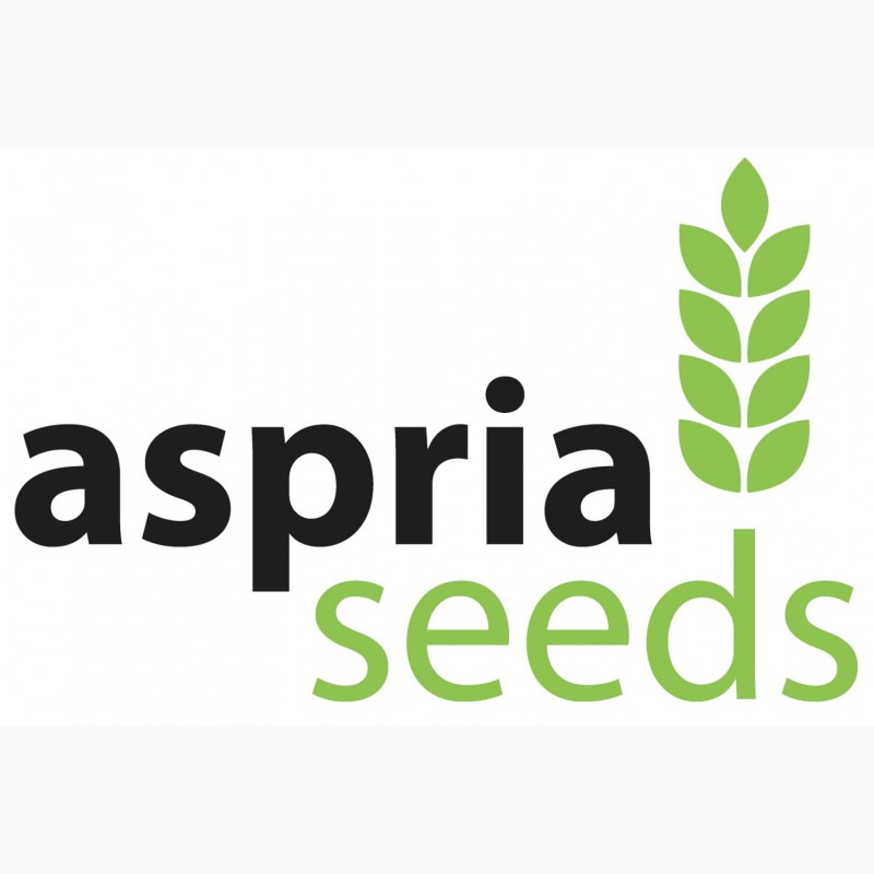 Фото 3. Гибридные семена кукурузы (F1) АСПРИЯ Сидс (ASPRIA Seeds)