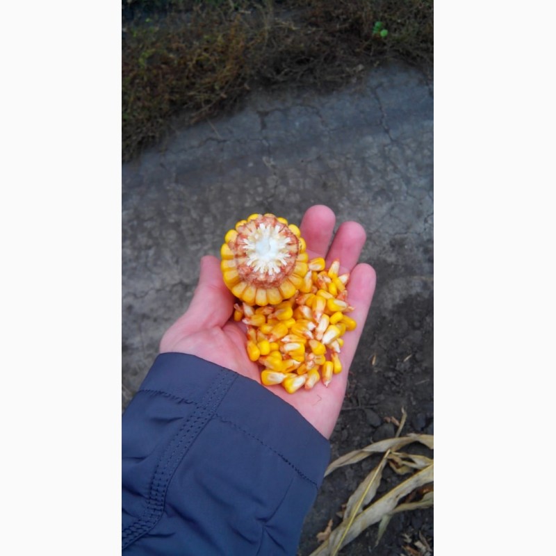Фото 4. Гибридные семена кукурузы (F1) АСПРИЯ Сидс (ASPRIA Seeds)