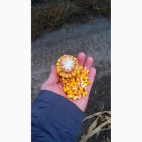 Гибридные семена кукурузы (F1) АСПРИЯ Сидс (ASPRIA Seeds)