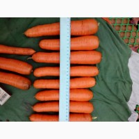Купим картофель, морковь мытую