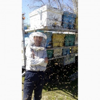 Принимаем заказы на пчелопакеты