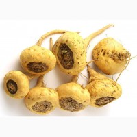 Перуанская мака, клоповник мейена(семена 100шт.)