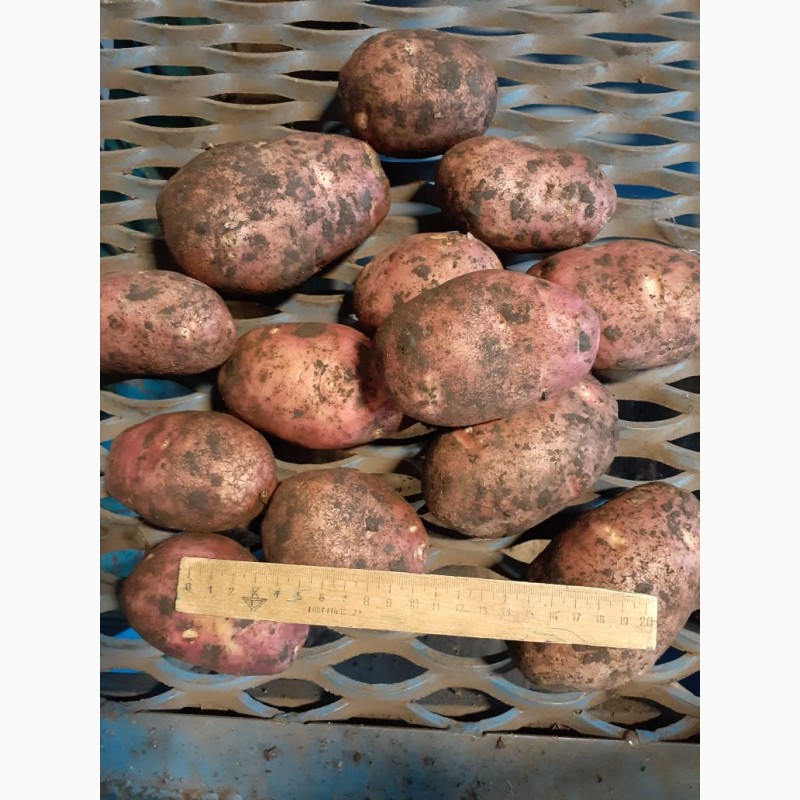 Фото 3. Картофель урожая 2019 г от производителя