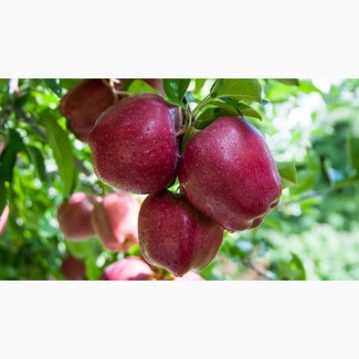 Продам саженцы яблони оптом от производителя