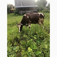 Коровы дойные. Распродажа фермерского хозяйства