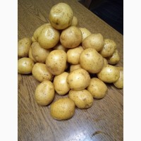 Картофель сорт Гала под мойку