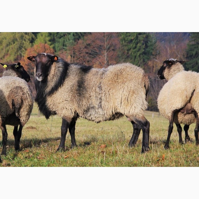 Продам овцы романовской породы,  овцы романовской породы .