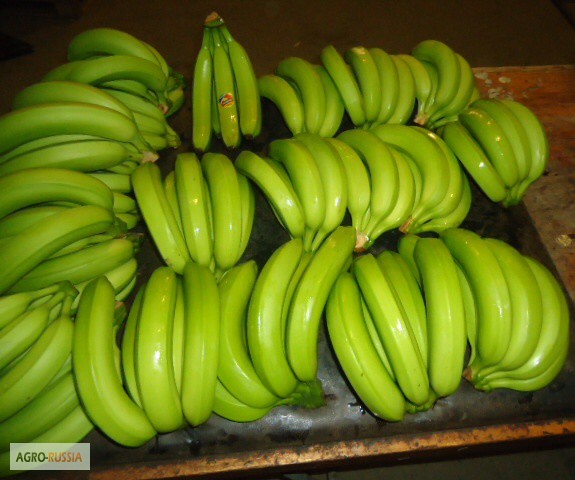 Фото 2. Бананы оптом