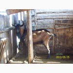 Продам чешских коз, козлов, козлят