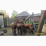 Продам чешских коз, козлов, козлят