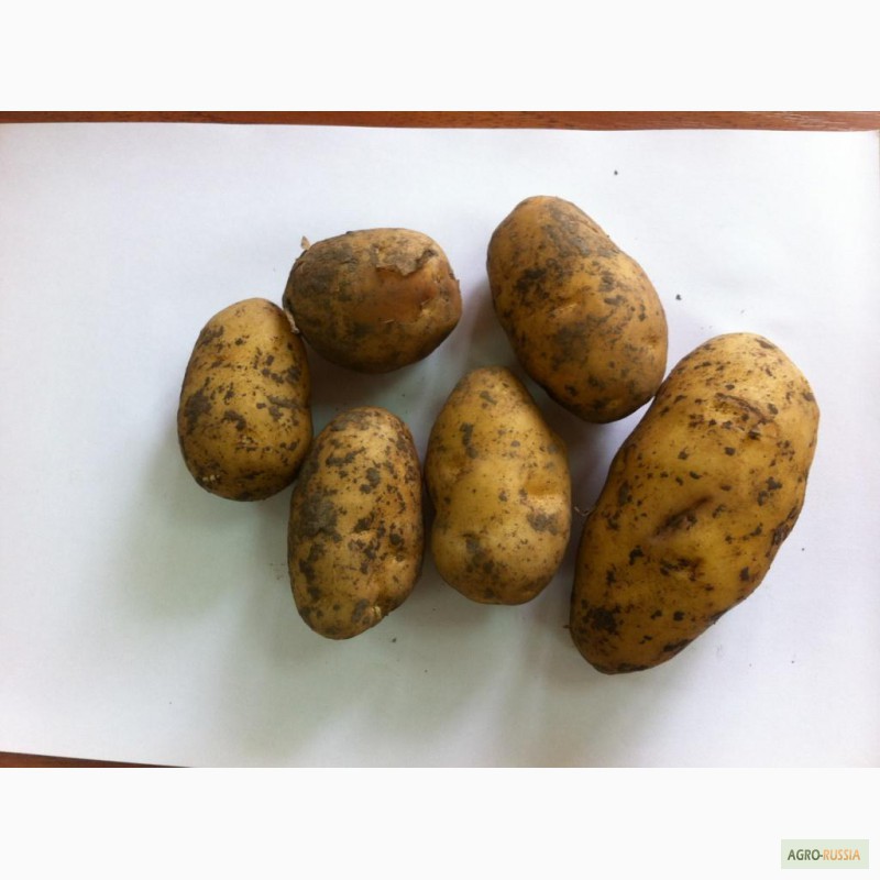 Фото 4. ОАО Прохладное реализует картофель эконом класса