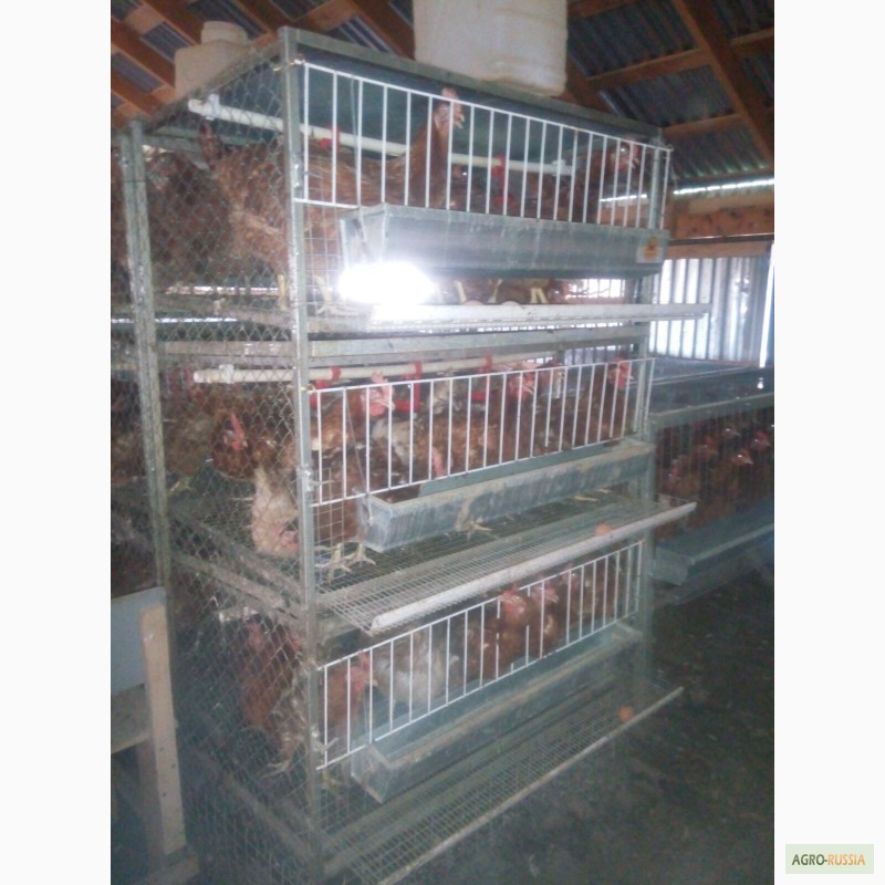 Фото 5. Комплект оборудование для выращивания кур яичных пород и бройлеров