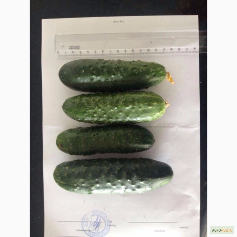 Фото 7. Сухофрукты продаем (из Узбекистана), также огурцы, помидоры, капуста (Краснодар)